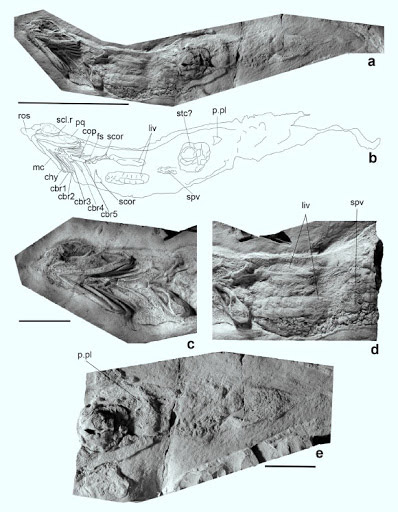 Hóa thạch loài Ferromirum oukherbouchi