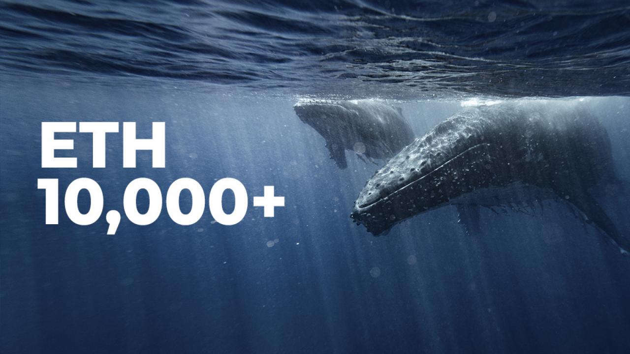 Số lượng cá voi Ethereum nhảy vọt khi số lượt tìm kiếm ETH đạt mức cao mới mọi thời đại